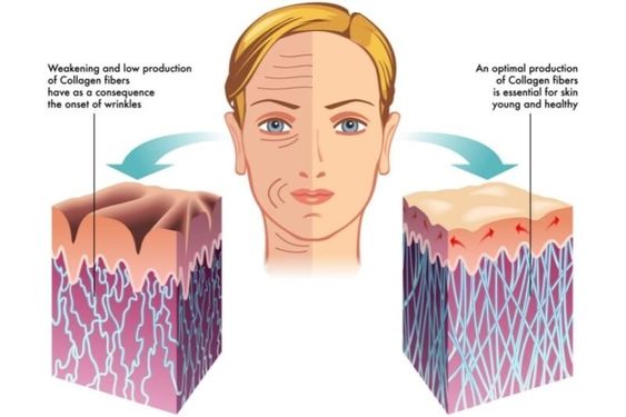 Điều gì sẽ xảy ra với collagen khi bạn già đi?