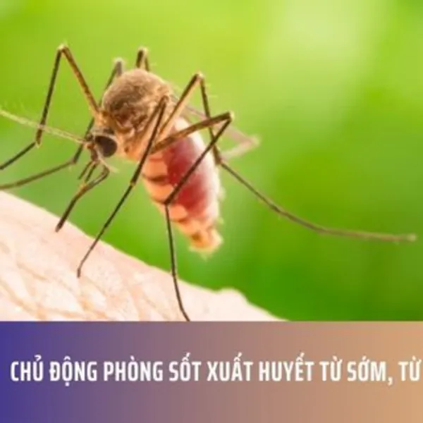 Chủ Động Phòng Sốt Xuất Huyết Từ Sớm, Từ Xa