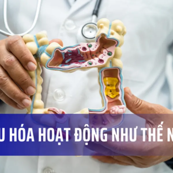 Hệ tiêu hoá hoạt động như thế nào?