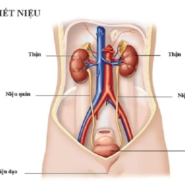 Đánh giá thực nghiệm so sánh về việc sử dụng dây dẫn trong tiết niệu