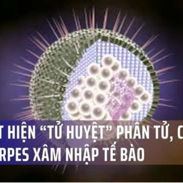 AI phát hiện “tử huyệt” phân tử, chặn vi rút herpes xâm nhập tế bào