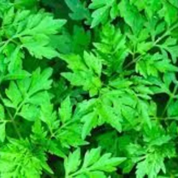 NGẢI CỨU –TÁC DỤNG ĐIẾU NGẢI
